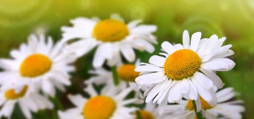 White big daisy flowers isolated. Flowers background.