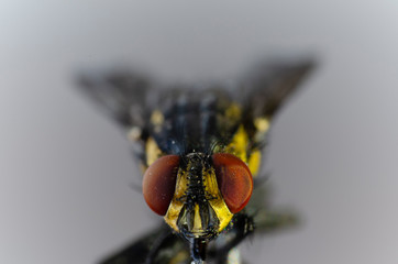  colorful fly in macro photography