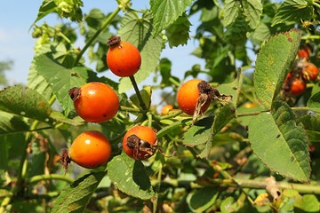 Rosehip berries growing in the garden on blue sky background, closeup