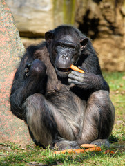 chimpanzee in ZOO eating carrot