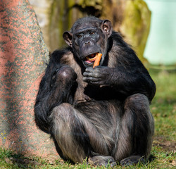 chimpanzee in ZOO eating carrot
