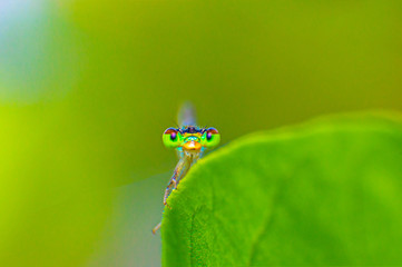 Zygoptera dragonfly standing on finger. Selective focus Dragonfly standing on finger. Selective focus