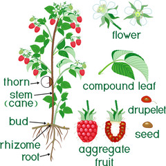 Parts of plant. Morphology of raspberry shrub with berries, green leaves, root system and titles