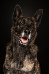 Portrait of a Dutch Shepherd dog, brindle coloring, on a black background