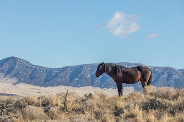 Majestic Wild Horse in Utah in Winter