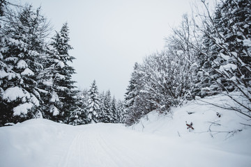 road in carpathian mountains covered with snow among spruces