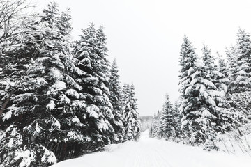 pines covered with white snow in Carpathian Mountains