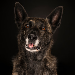 Portrait Dutch Shepherd dog with tongue out brindle coloring, black background
