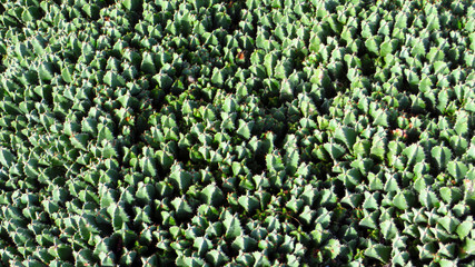 Jardin de Cactus Kaktusgarten Lanzarote