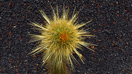 Jardin de Cactus Kaktusgarten Lanzarote