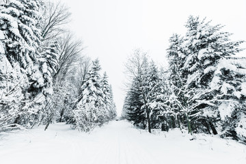 road in carpathian mountains covered with snow among spruces