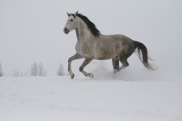 Naklejka na ściany i meble arab horse on a snow slope (hill) in winter
