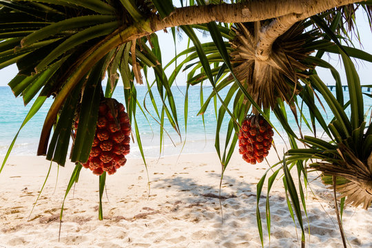 Tropical palm fruits Koh Kood