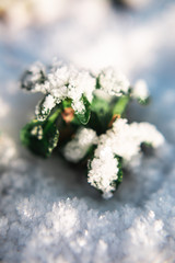 small green plant under the snow in sunny weather in winter or spring