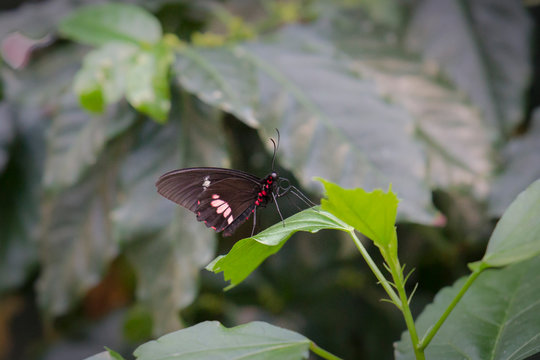Parides iphidamas on a forage plant blossom