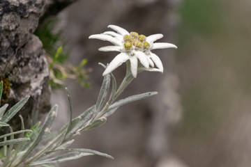 Edelweiss protected rare flower in the Tatra Mountains.