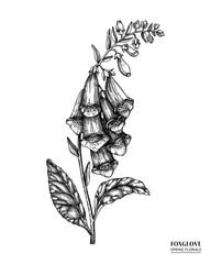 Vector foxglove drawing. Hand drawn floral illustration. Spring flower sketch. Vintage botanical elements. Black and white. © sketched-graphics