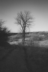 Moody black and white photo of lone tree without any leaf. lonely mood 
