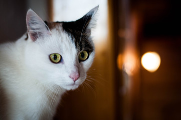Uroczy biały domowy kot dachowiec wpatruje się uważnie w stronę aparatu 