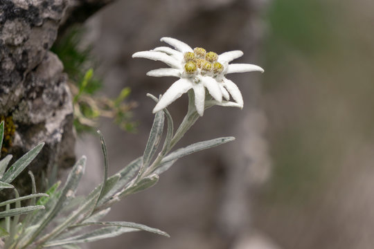 4 409 Best Edelweiss Flower Images Stock Photos Vectors Adobe Stock