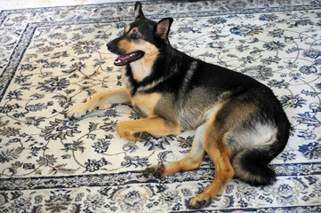 Cute and happy black domestic dog, mutt laying comfortably on the carpet