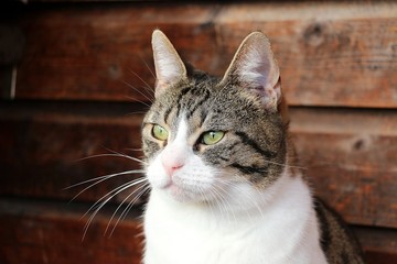 beautiful cat head portrait with a wooden background