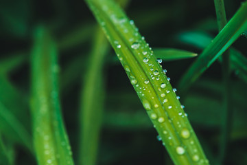 Beautiful vivid shiny green grass with dew drops close-up with copy space. Pure, pleasant, nice greenery with rain drops in sunlight in macro. Background from green textured plants in rain weather.