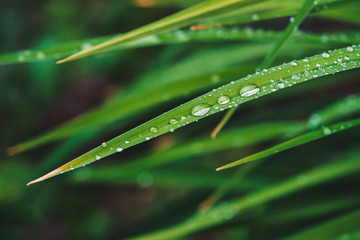 Beautiful vivid shiny green grass with dew drops close-up with copy space. Pure, pleasant, nice greenery with rain drops in sunlight in macro. Background from green textured plants in rain weather.