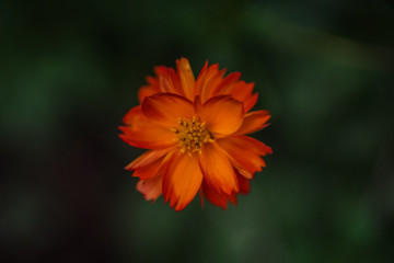 Beautiful flower in the garden