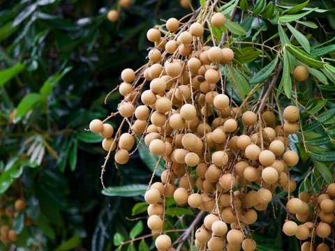 Longanis sur pied, fruit jardin cr&eacute;ole de La R&eacute;union