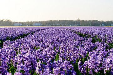 Fototapeta premium Hyacinth field, hyacinth production and flower growing on a farm in the Netherlands