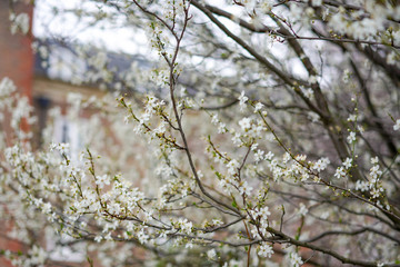 cherry blossom in spring