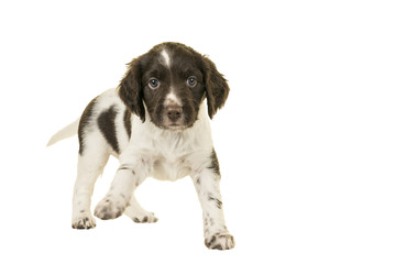 Cute Small Munsterlander Puppy standing on isolated on a white background paw up