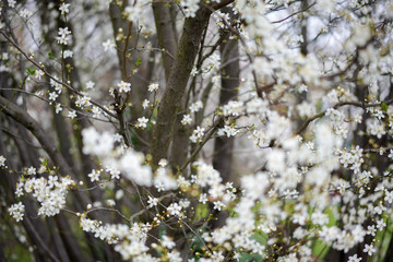 blooming cherry tree in spring