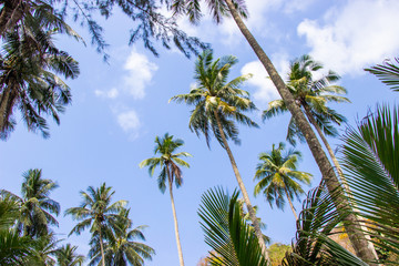 Palm trees and the sky bright on beautiful area at Koh Kood island Trat province Thailand.