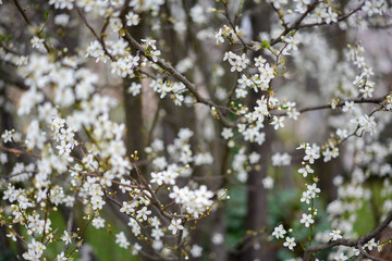 white flowers in spring