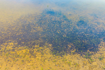 Countless Tadpoles Heap 02