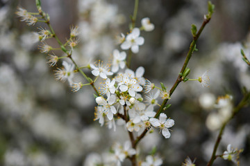 white flowers in spring