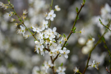 white flowers in spring