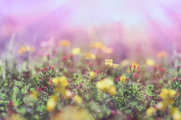 Selbstklebende Fototapeten Selektiver Fokus auf die Knospe der gelben Blume, blühende gelbe Blumen auf der Wiese im Frühjahr (Frühling) © PhotoIris2021