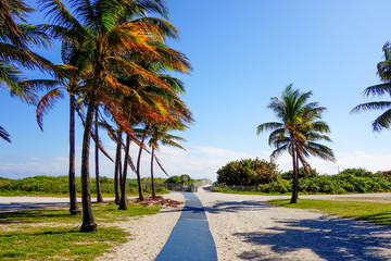 Beach entrance, Palms next to trail on blue sky background.