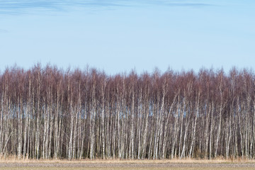 Birch grove by early springtime