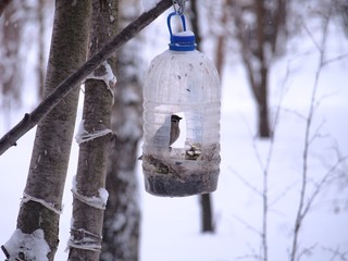 The Sparrow feeds in a feeding trough made of a plastic transparent bottle.