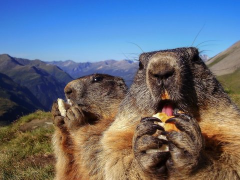 Alpine marmot like a symbol of groundhog day