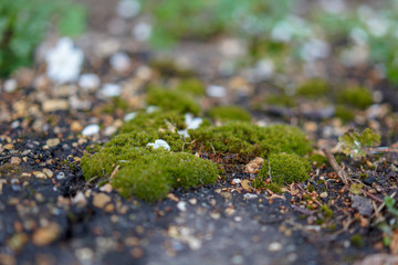 green moss on a tree