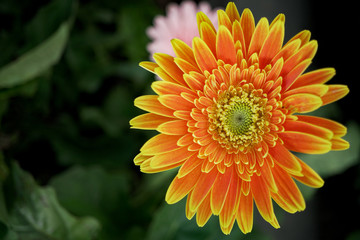 Gerbera flower blooming in garden macro shot.
