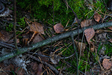 Autumn forest undergrowth with a stick and moss, brown leaves