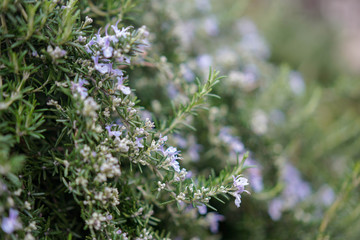 flowers in the garden