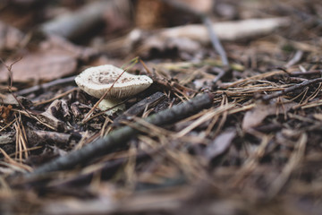 A white mushroom in the undergrowth