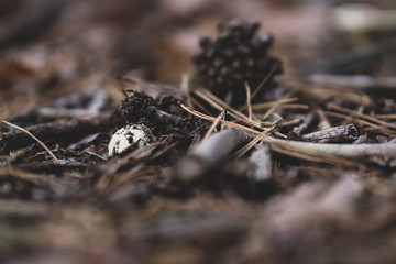 A growing small mushroom